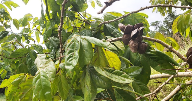 pohon jengkol pohon jengkol
