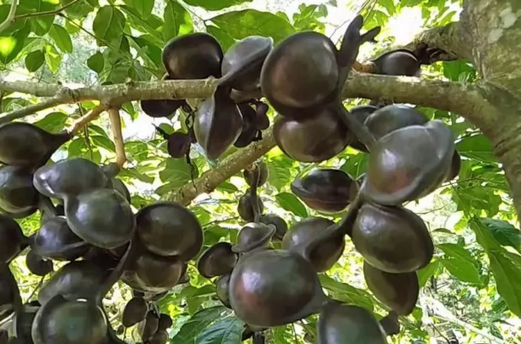pohon jengkol pohon jengkol