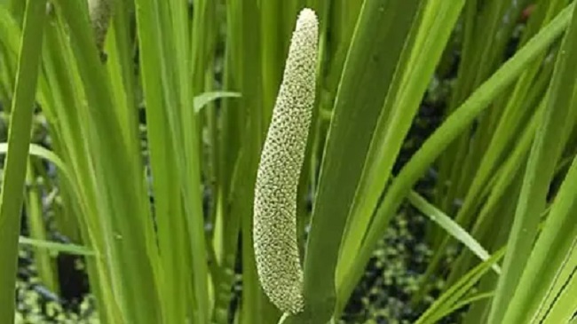 tanaman jeringau tanaman jeringau