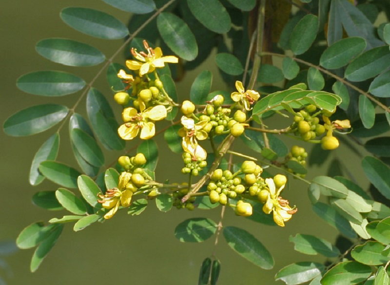 pohon-johar-besar pohon-johar-besar
