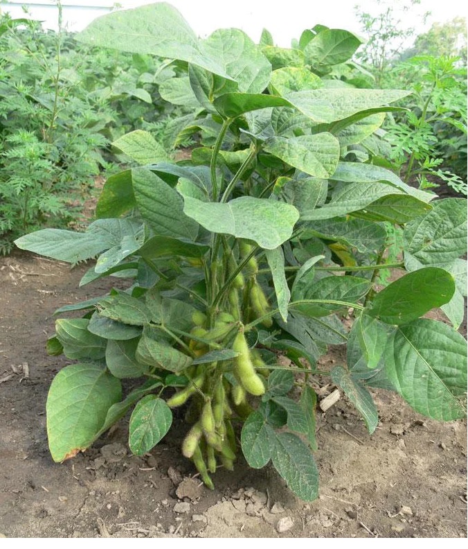 tanaman kacang kedelai edamame tanaman kacang kedelai edamame