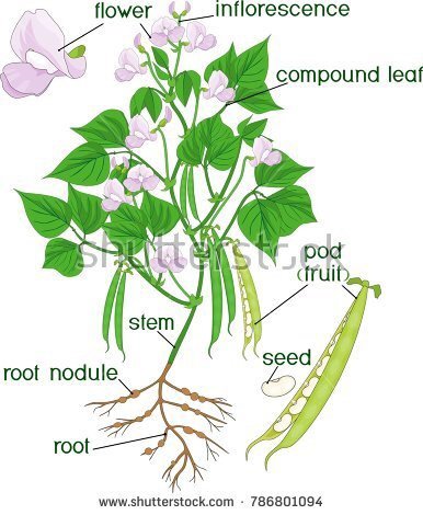 ciri ciri tanaman kacang merah ciri ciri tanaman