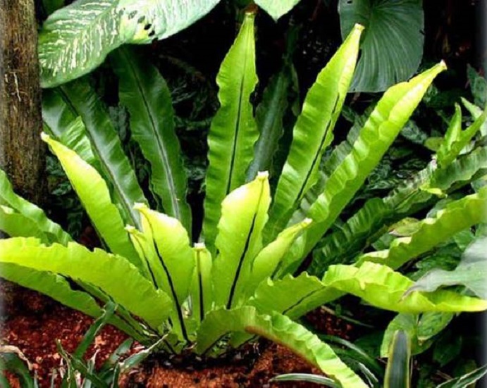 tumbuhan-kadaka tumbuhan-kadaka