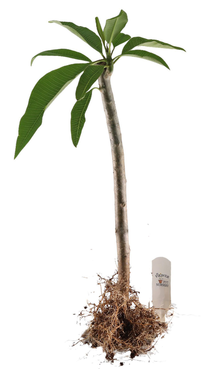 bibit tanaman kamboja bibit tanaman kamboja