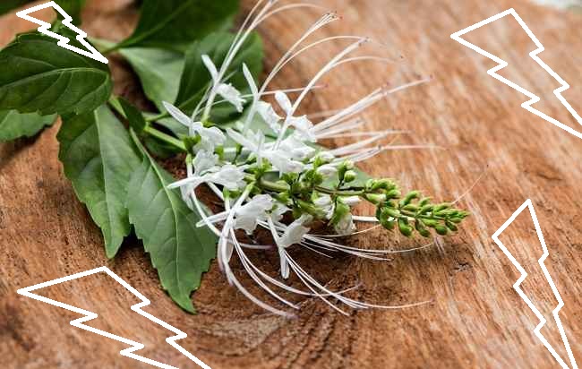 JENIS TANAMAN TOGA - KUMIS KUCING JENIS TANAMAN TOGA : KUMIS KUCING