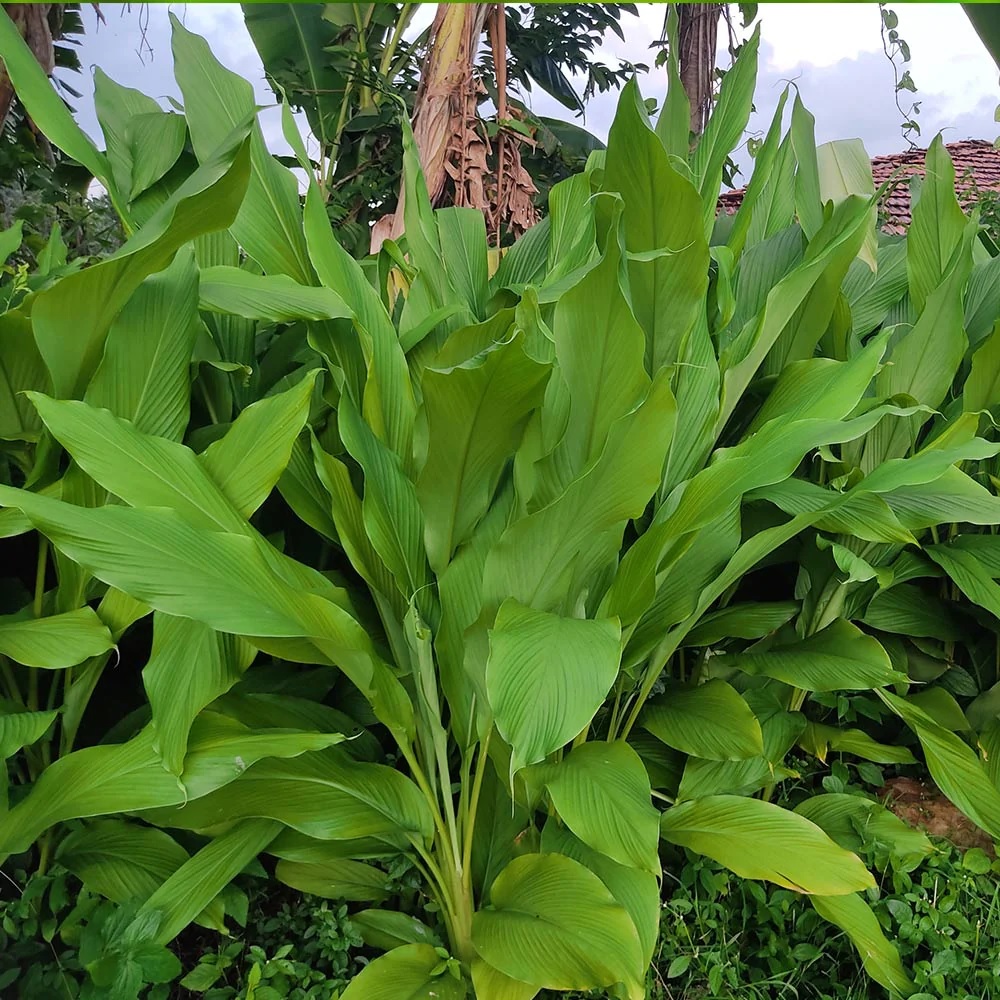 pohon kunyit pohon kunyit