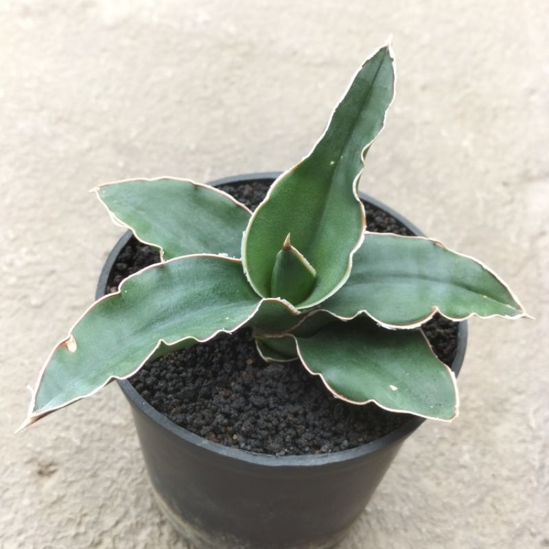 Lidah Mertua Sansevieria Ehrenbergii Lidah Mertua Sansevieria Ehrenbergii