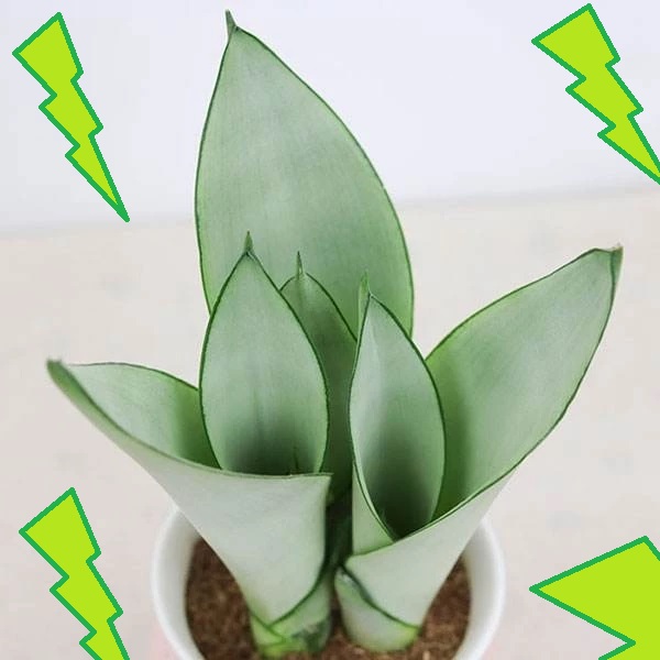 Lidah Mertua Sansevieria Moonshine Lidah Mertua Sansevieria Moonshine