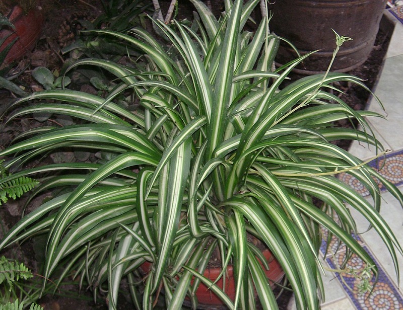 manfaat-tanaman-lili-paris manfaat-tanaman-lili-paris