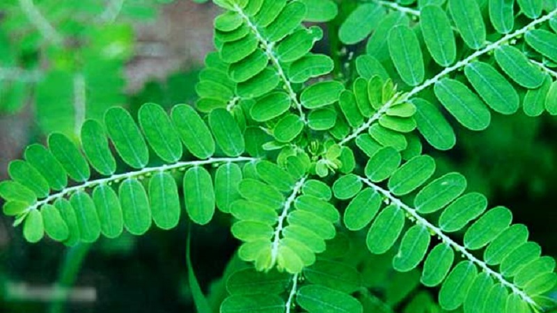 daun-meniran daun-meniran
