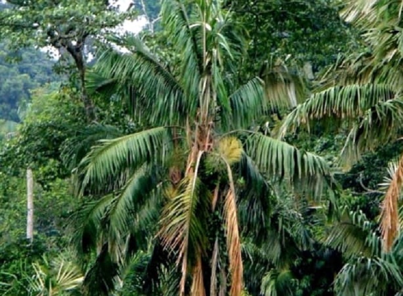 tanaman-nibung tanaman-nibung
