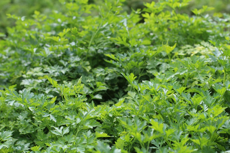 daun-peterseli daun-peterseli