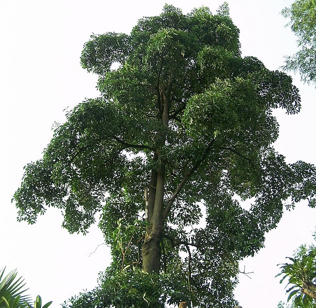 pohon-pule pohon-pule