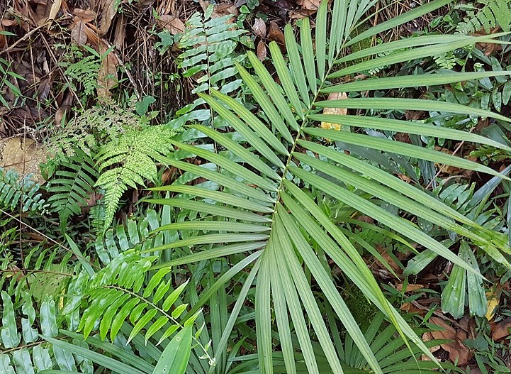 tanaman-rotan tanaman-rotan