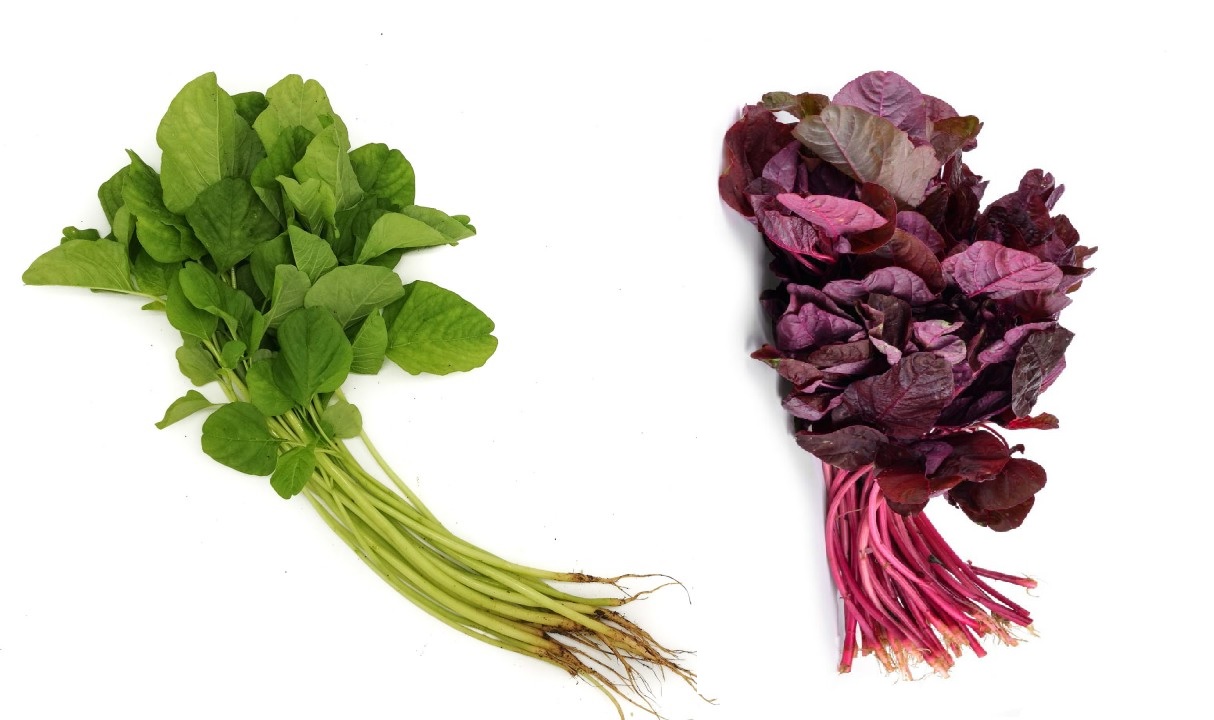 sayur bayam tanaman bayam