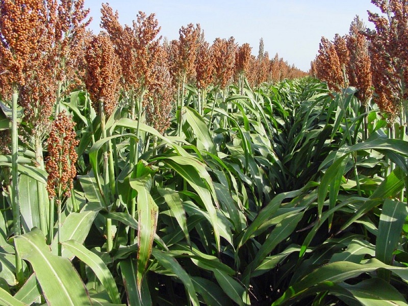 tanaman-sorgum tanaman-sorgum
