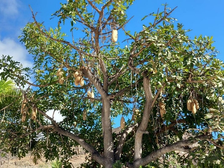 pohon-sosis pohon-sosis