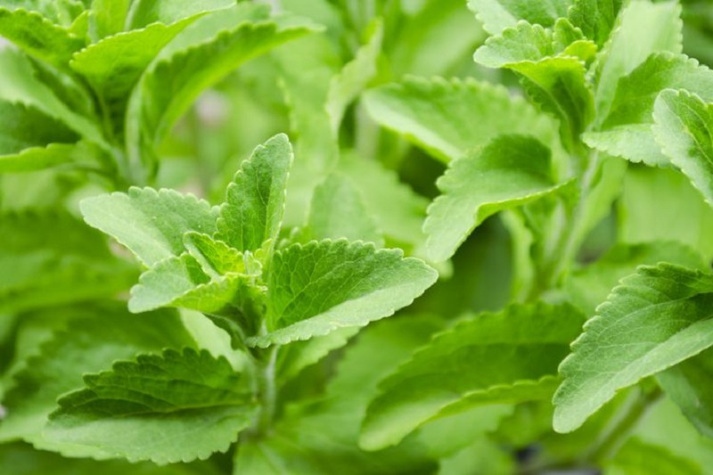 tanaman stevia tanaman stevia