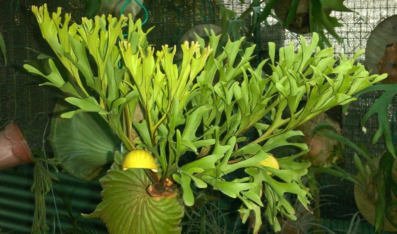 tanaman-tanduk-rusa tanaman-tanduk-rusa