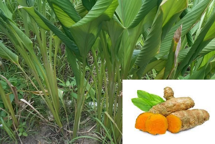 tanaman temulawak tanaman temulawak