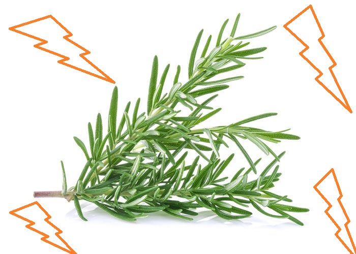 contoh tanaman toga contoh tanaman toga