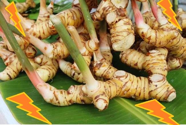 toga - lengkuas toga : lengkuas