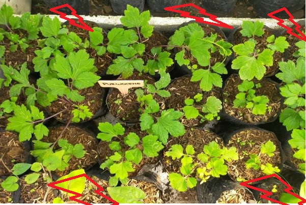 TANAMAN OBAT KELUARGA : PURWOCENG TANAMAN OBAT KELUARGA : PURWOCENG