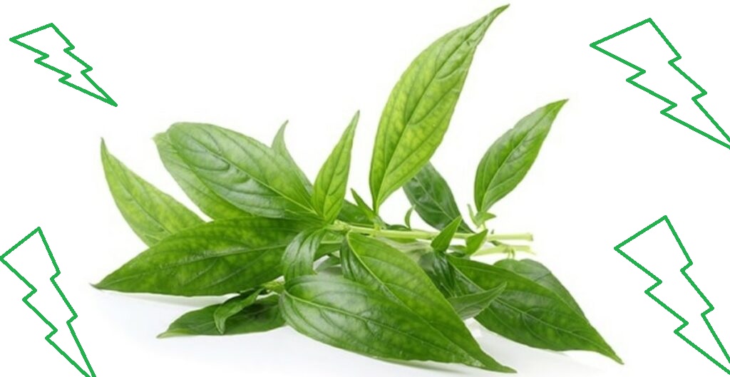 manfaat tanaman toga manfaat tanaman toga