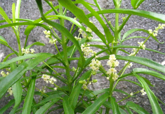 toga itu apa toga itu apa