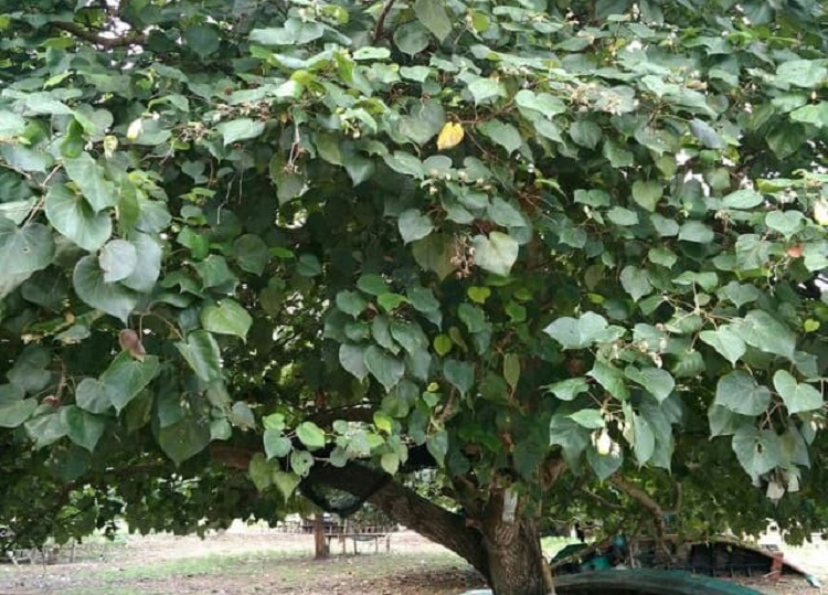 pohon-waru pohon-waru