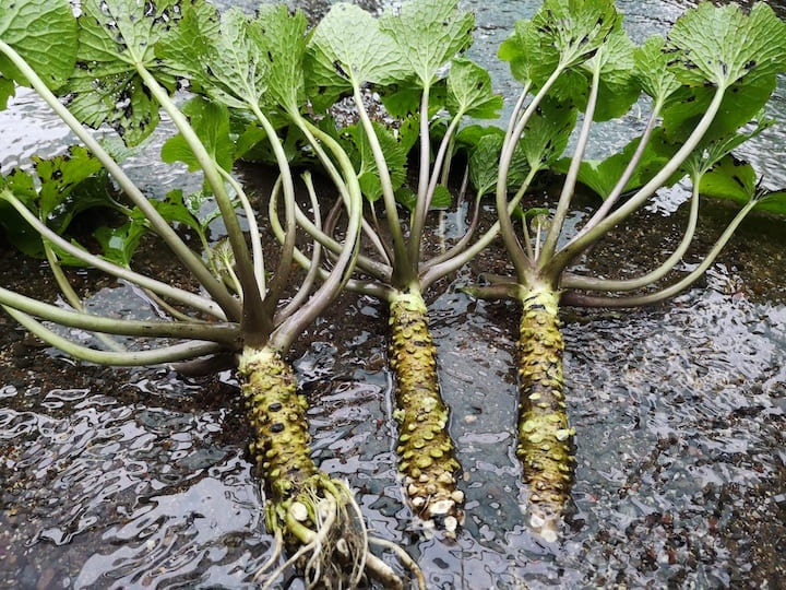 apa-itu-wasabi apa-itu-wasabi