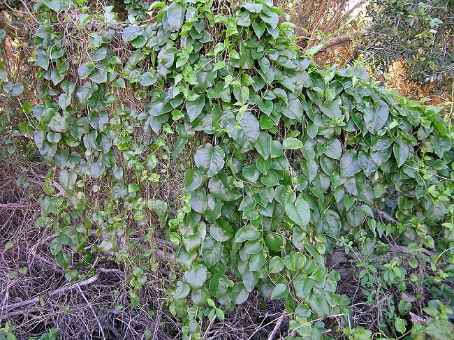 tanaman binahong tanaman binahong