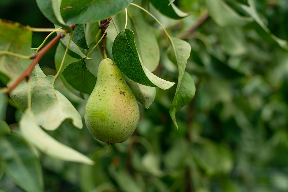 tanaman-buah-pir tanaman-buah-pir