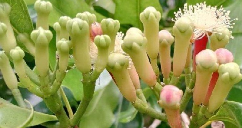 pohon cengkeh pohon cengkeh