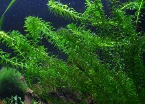 tanaman hydrilla tanaman hydrilla