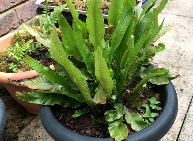 tanaman-kadaka tanaman-kadaka