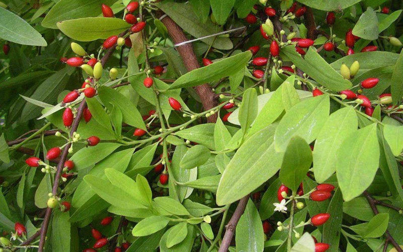 pohon-koka pohon-koka