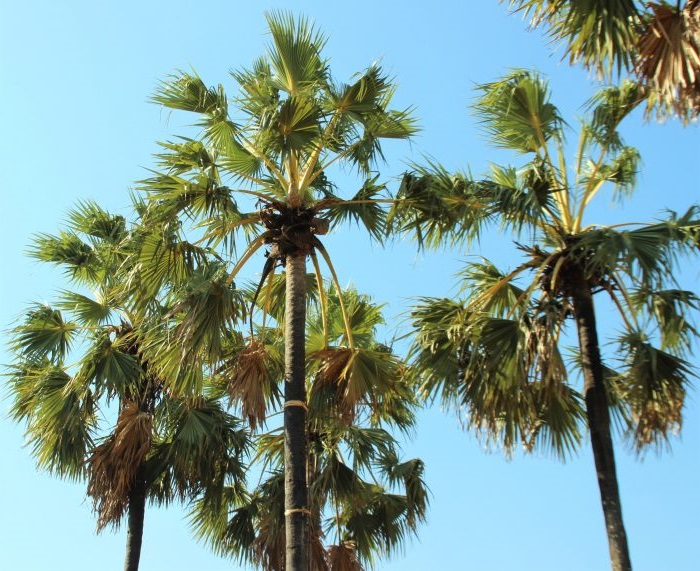 bunga lontar bunga lontar