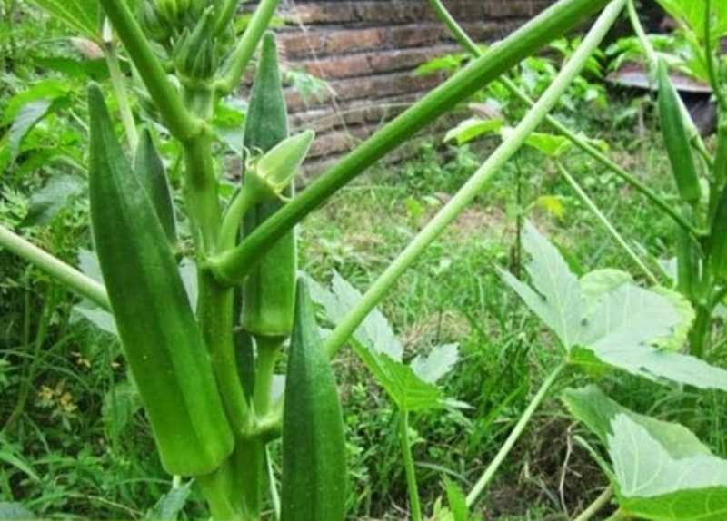 sayur-okra sayur-okra