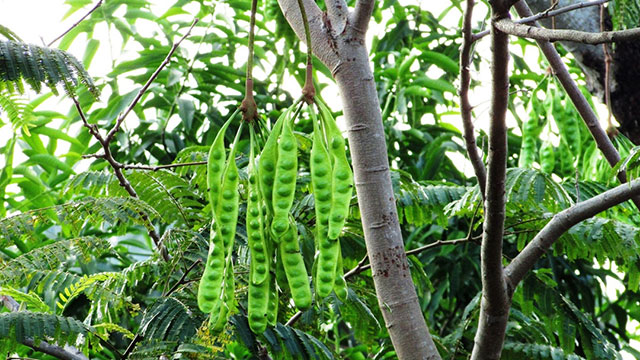 pohon petai pohon petai