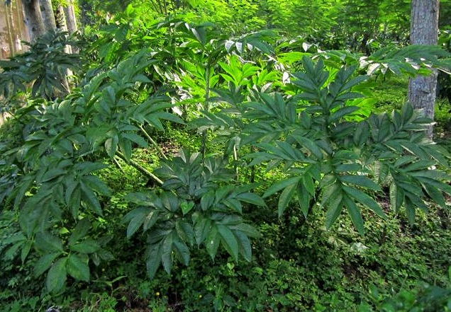 tanaman porang tanaman porang