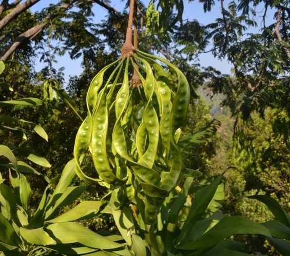 manfaat-petai-untuk-kesehatan manfaat-petai-untuk-kesehatan