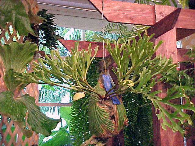 tanaman tanduk rusa tanaman tanduk rusa