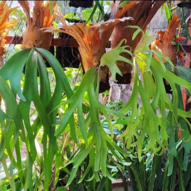 manfaat-tanaman-tanduk-rusa manfaat-tanaman-tanduk-rusa