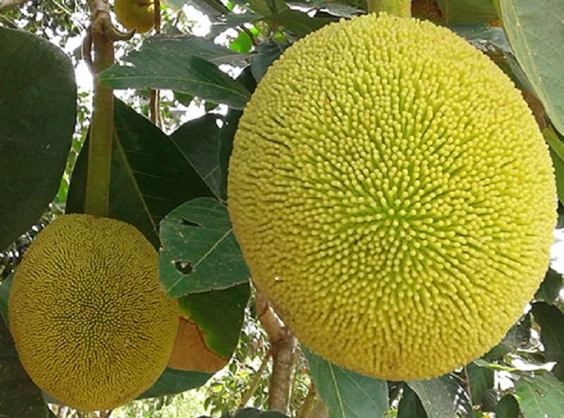 pohon-buah-tarap pohon-buah-tarap