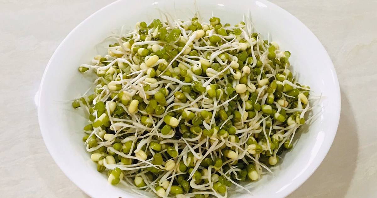 tauge kacang hijau tauge kacang hijau
