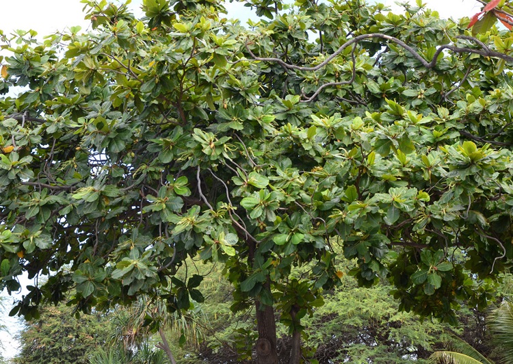 gambar-pohon-ketapang gambar-pohon-ketapang