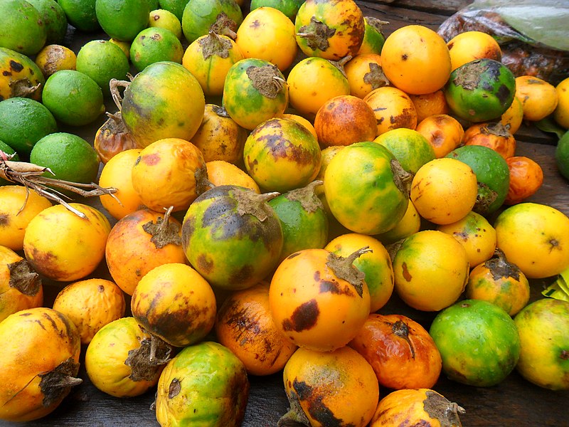 terung dayak terung asam