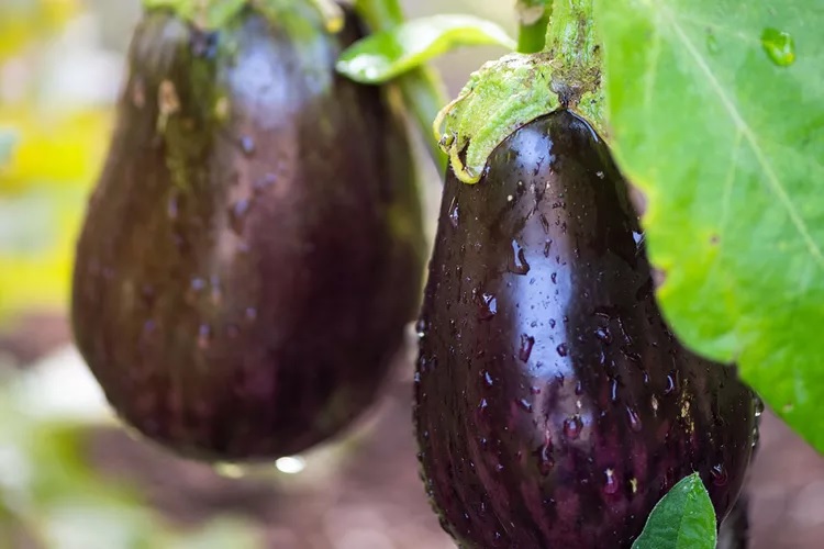 terong amerika terong globe