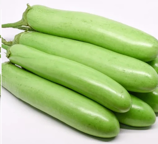 terung hijau terung hijau